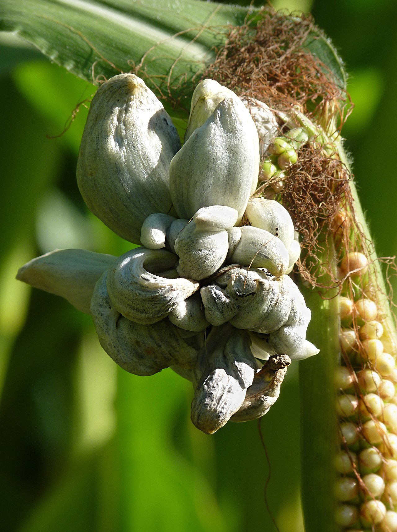 corn_smut.png